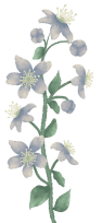 shape